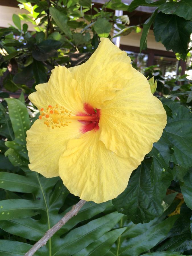 קאילואה-קונה Hawaiian Oasis Bed & Breakfast מראה חיצוני תמונה